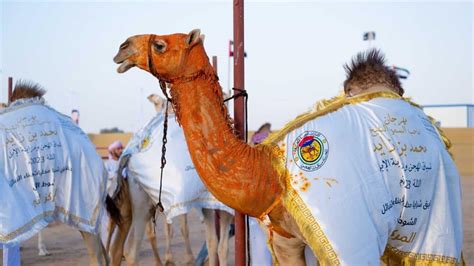 camel beauty competition dubai